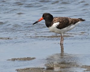 American Oyster Catcher