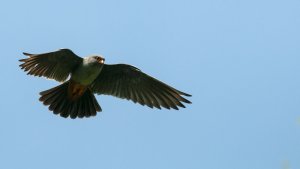 Red-footed Falcon