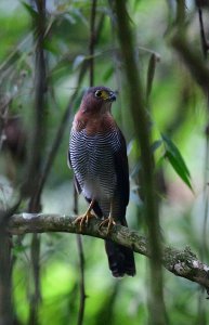 Barred Forest-Falcon