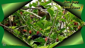 Eastern Koel's (storm/rain birds)-Here, We Go Round the Mulberry Bush