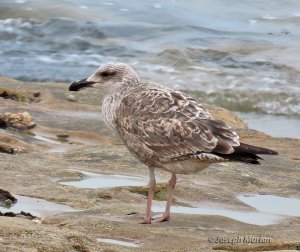 Kelp Gull