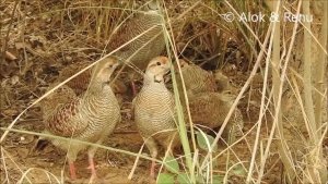 Grey Francolin : family : Amazing Wildlife of India by Renu Tewari and Alok Tewari