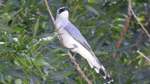 White bellied Cuckoo-shrike