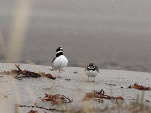 Common ringed plover courtship