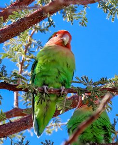 Rosy-faced Lovebird