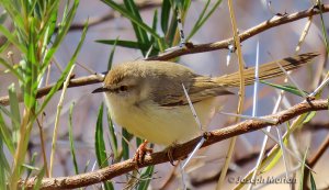 Black-chested Prinia