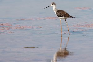 black-winged stilt