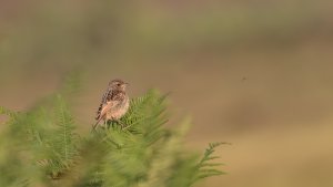 Juvenile Stonechat.jpg