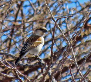 Great Rufous Sparrow