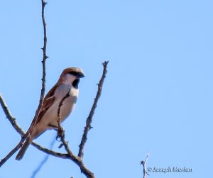 Great Rufous Sparrow