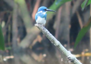 Small Blue (Cerulean) Kingfisher