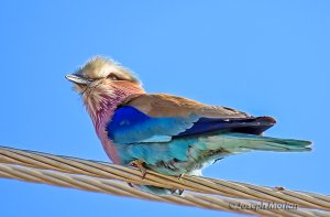 Lilac-breasted Roller