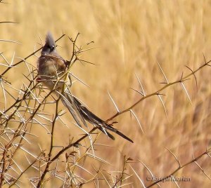 White-backed Mousebird