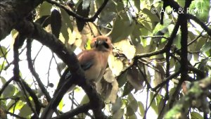 Himalayas-747 : Himalayan Jay pair foraging post sunset : Amazing Wildlife of India by Renu Tewari and Alok Tewari