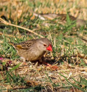 Red-billed Quelea