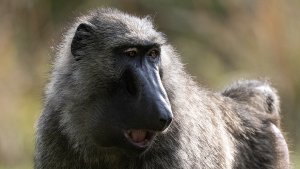 Olive Baboon