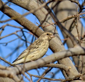 Black-throated Canary