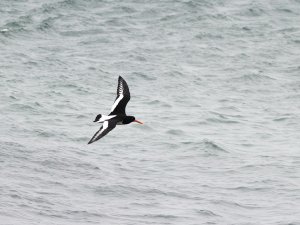 Oystercatcher flying