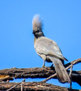 Gray Go-away-bird