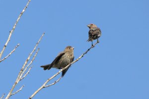 House Finch Courtship