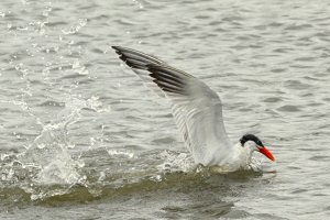 Caspian Tern