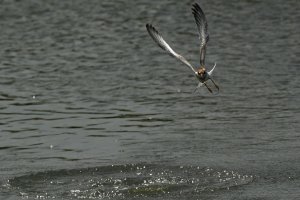 Forster's Tern