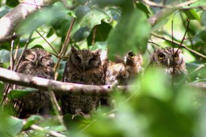 Tropical Screech Owls
