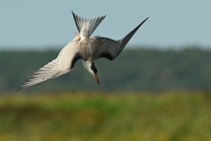 Another Tern