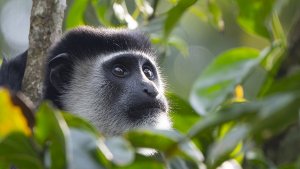 Mantled Guereza