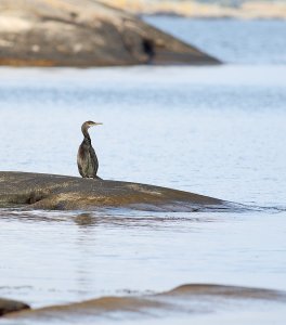 European shag