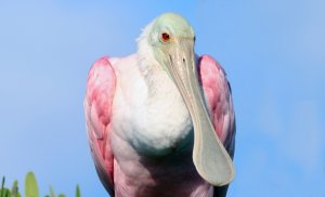 Bald with hairy eared old man Spoonbill