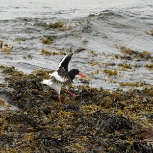 Oystercatcher landing