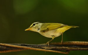 Eastern Crowned Warbler.