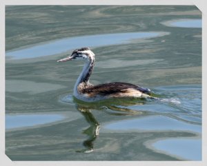 Great Crested Grebe (juvenile)