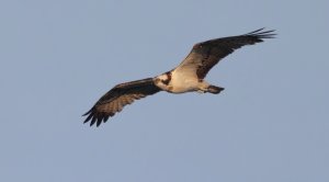 Osprey