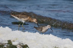 Curlew Sandpiper (and Ruff)