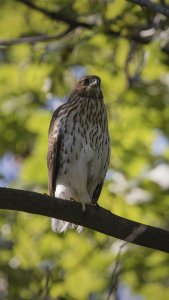 Juvenile Cooper's Hawk giving me the death stare....