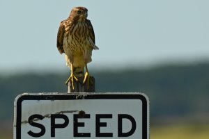 Juvenile Cooper's Hawk (?)