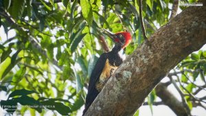 White-bellied Woodpecker, Borneo