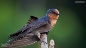 Pacific Swallow, Borneo
