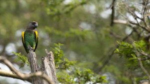 Meyer's Parrot