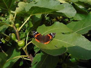 Red Admiral on Fig Leaf