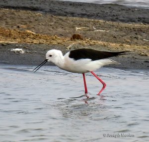 Black-winged Stilt