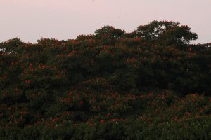 Scarlet Ibis  - Flock roosting