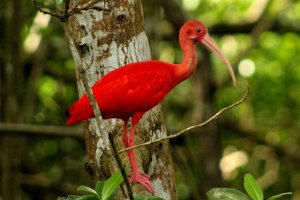 Scarlet Ibis