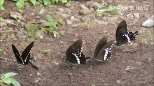 Butterfly-235 : Common Mormon Butterfly : mud puddling : Amazing Wildlife of India by Renu Tewari and Alok Tewari