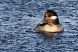 Bufflehead (female)