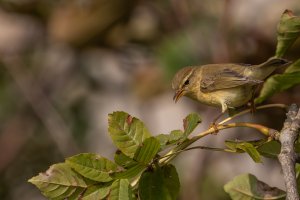 willow warbler