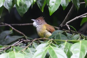 brown-cheeked bulbul