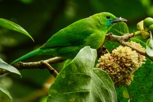 Javan Leafbird